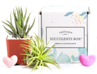 monthly succulent subscription box